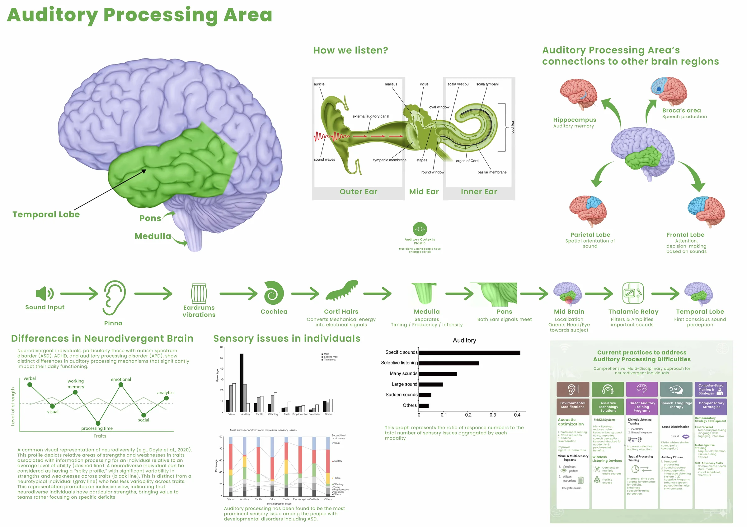 Class research sheet on the auditory processing area and its connections